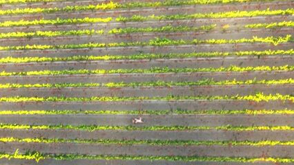 С помощью беспилотника сняли порнофильм Drone Boning